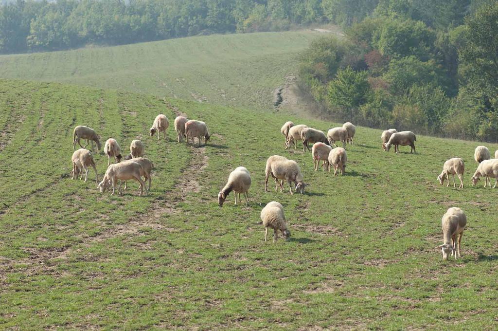 Agriturismo Ca Bella Βίλα San Sebastiano Curone Εξωτερικό φωτογραφία