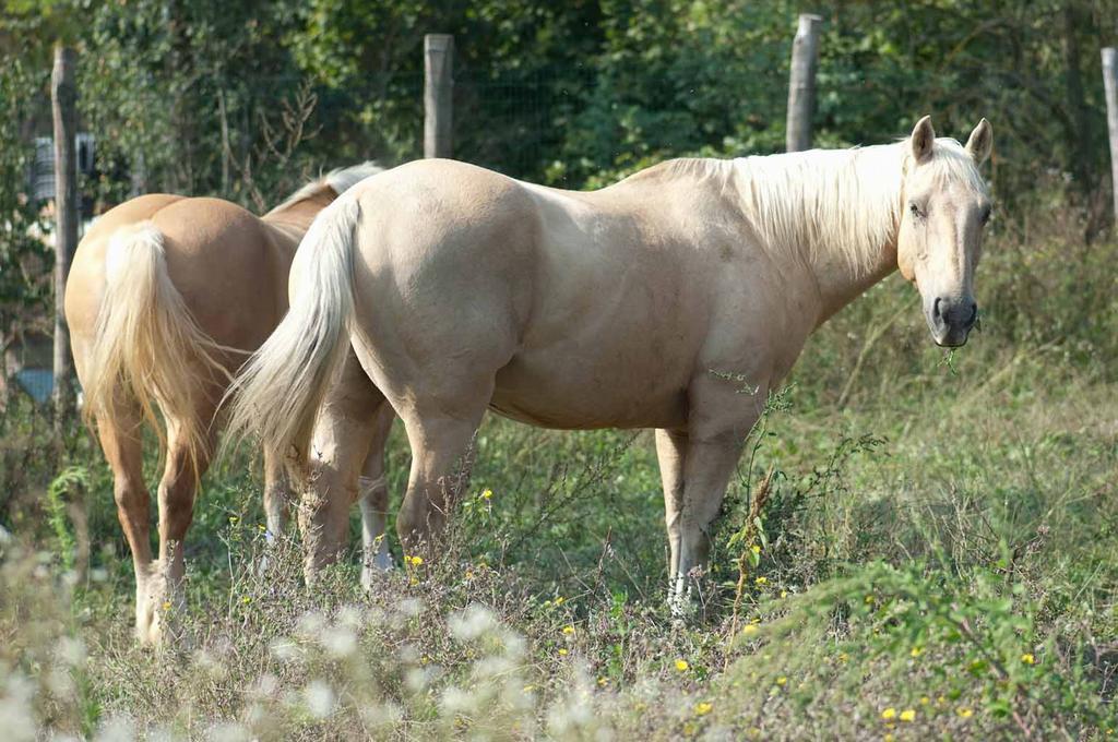 Agriturismo Ca Bella Βίλα San Sebastiano Curone Εξωτερικό φωτογραφία